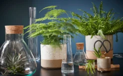 Mica Decorations Emily Vorratsglas - H32 X Ø29,5 Cm - Transparent 19 Mica Decorations Emily Vorratsglas - H32 X Ø29,5 Cm - Transparent -Kaufland Verkäufe 7310639840b5eda17b8ac46a404e2fb7