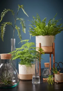 Mica Decorations Emily Vorratsglas - H32 X Ø29,5 Cm - Transparent 21 Mica Decorations Emily Vorratsglas - H32 X Ø29,5 Cm - Transparent -Kaufland Verkäufe d1e61cec016addc0e636ca98a97fb292